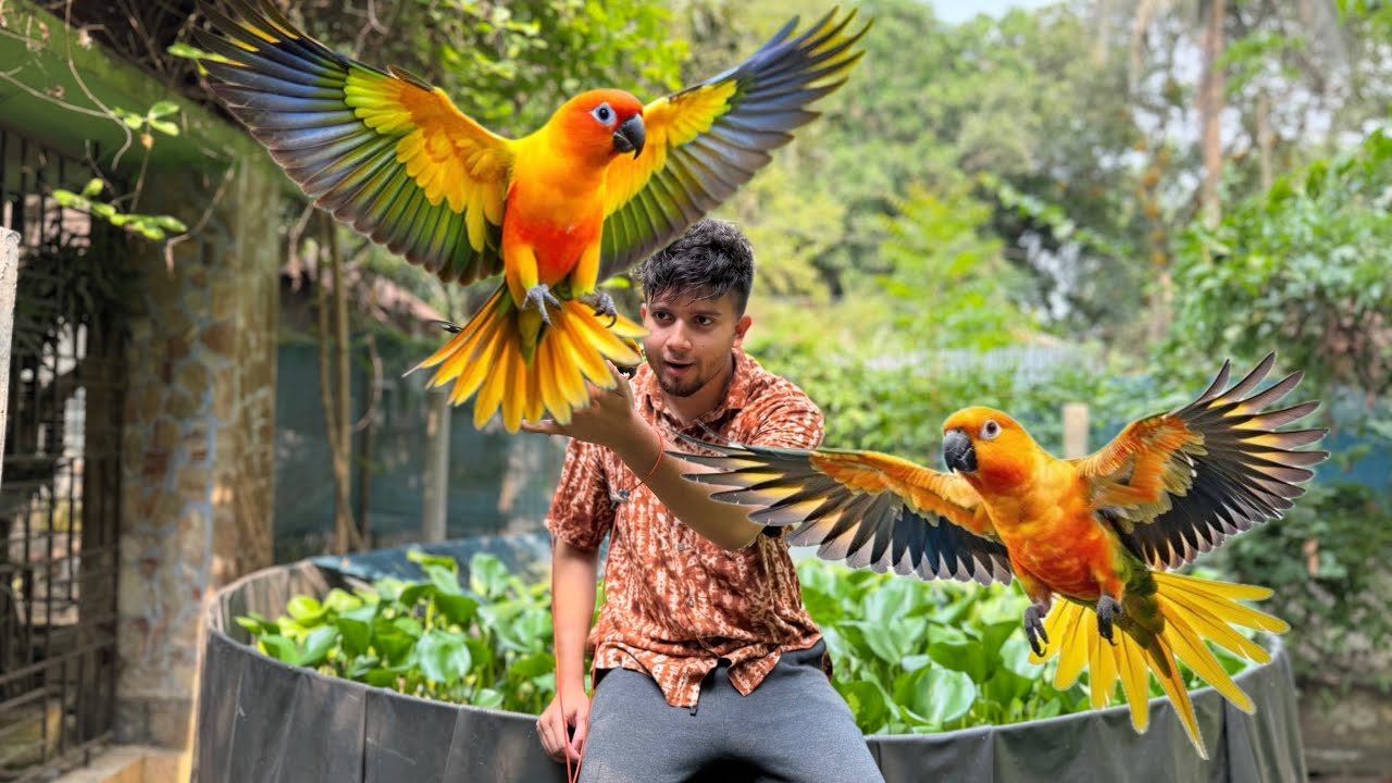 টুনটুনিকে আজকে ওর পরিবারের সাথে দেখা করিয়ে দিবো 😍🦜 #birds #parrot #family