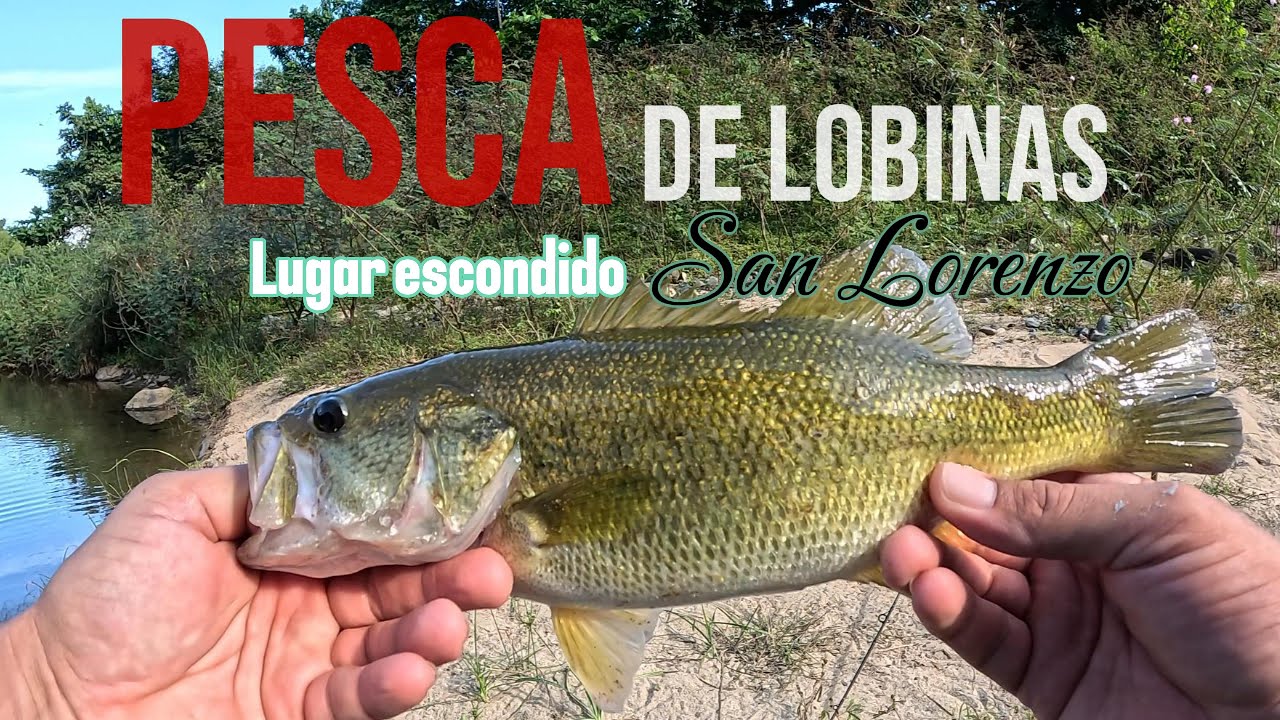 Pesca de lobinas. Paraiso En San Lorenzo. #pesca #fishing #bass #peacockbass