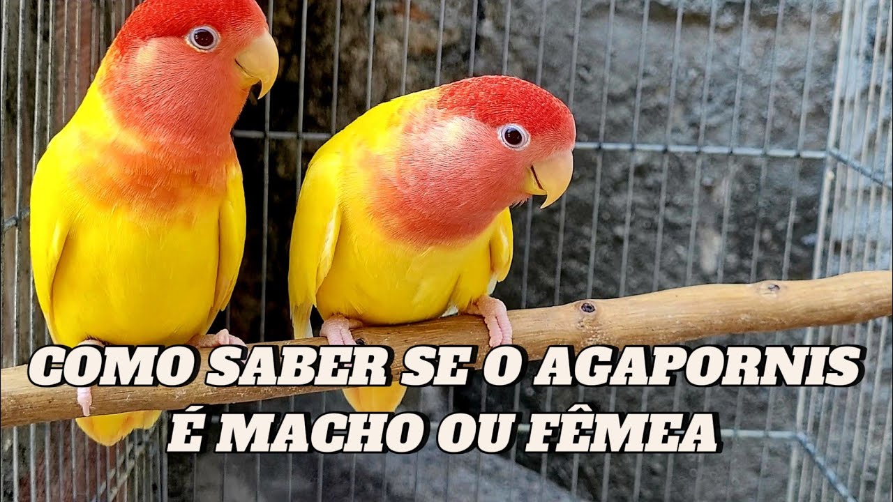 Dicas infal&iacute;veis para indentificar agapornis macho do agapornis f&ecirc;mea