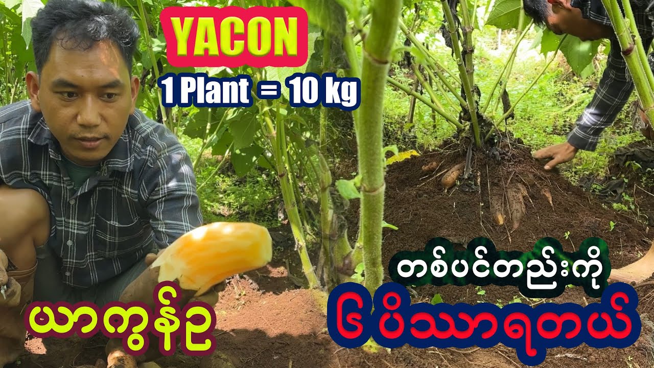 ယာကွန်​တွေ  ၁ ပင်တည်းနဲ့ ၆ ပိဿာထွက်တယ် ကိတ်ချက်ပဲ