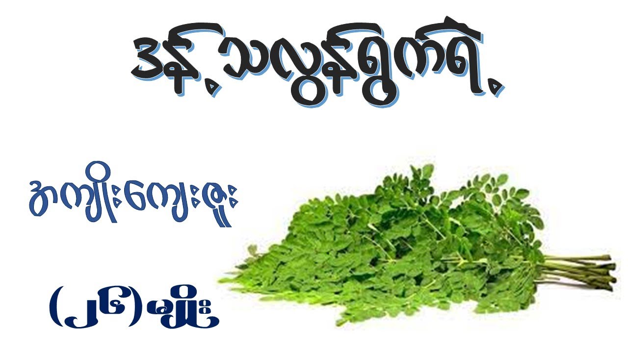 ဒန့်သလွန်ရွက် ရဲ့အကျိုးအာနိသင် (၂၆) မျိုး   I   Health Benefits of Moringa leaf