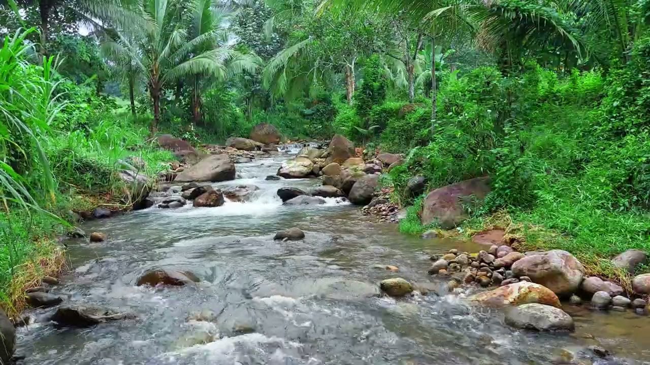 When You Need Silence, Let This Forest River Speak