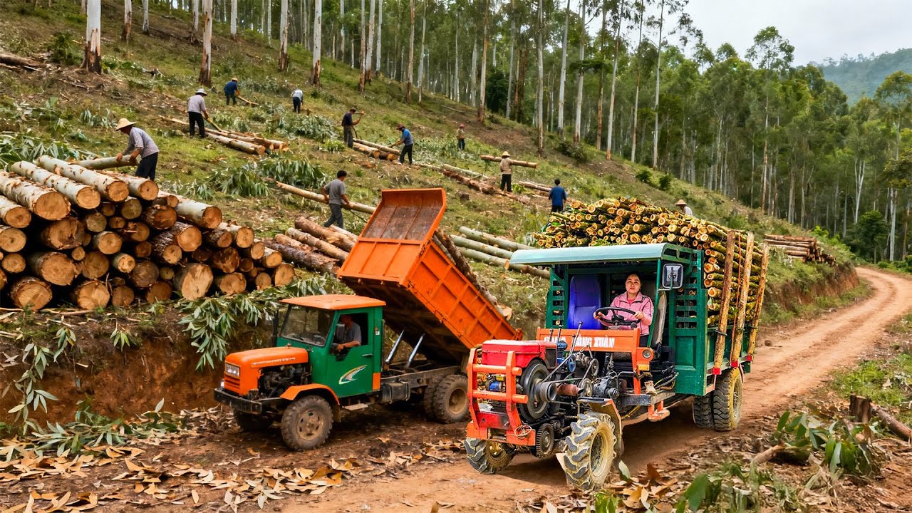 Use Truck Haul: Transporting 50+ Tons Logs to the Lumberyard | Tieu Hue Daily