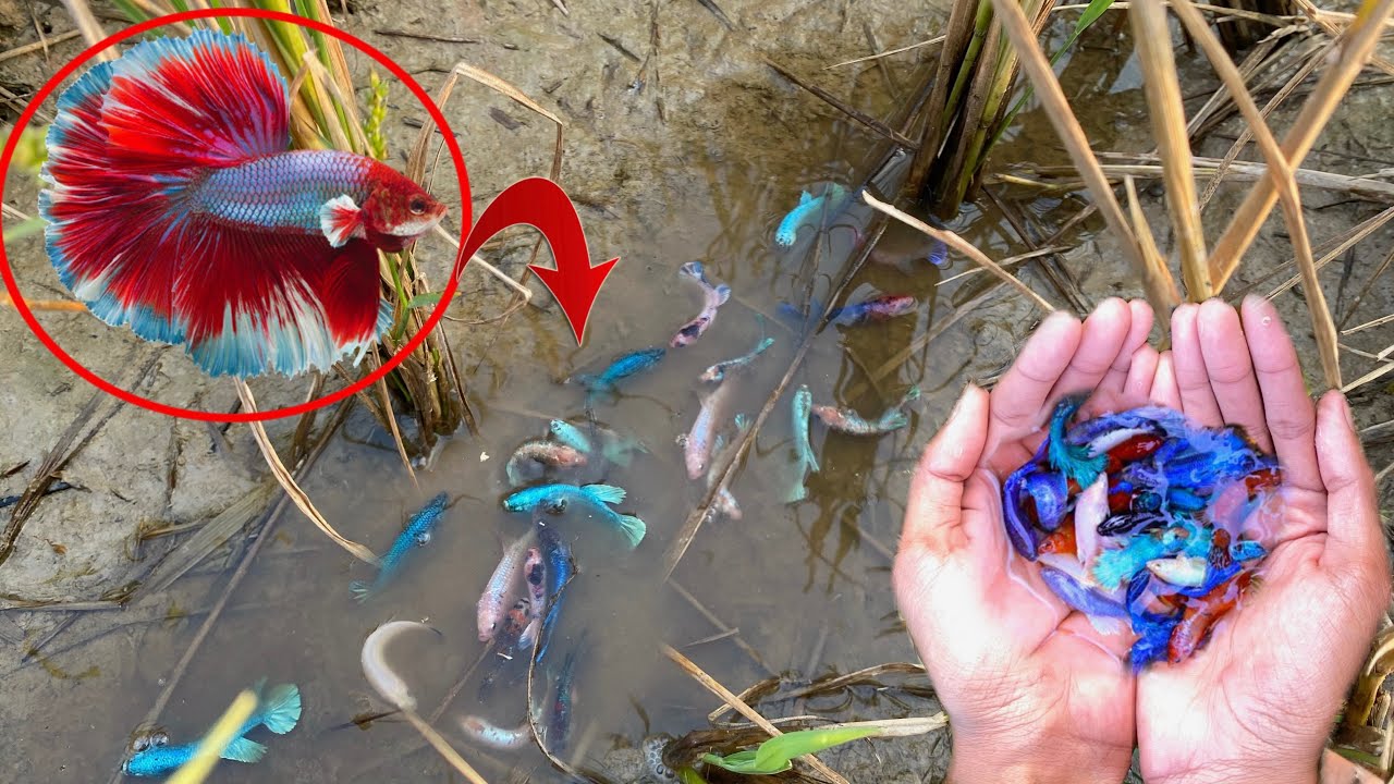 Catching Wild Betta Fish in Their Natural Betta Place We Found all Best Betta Fish And Turtle 