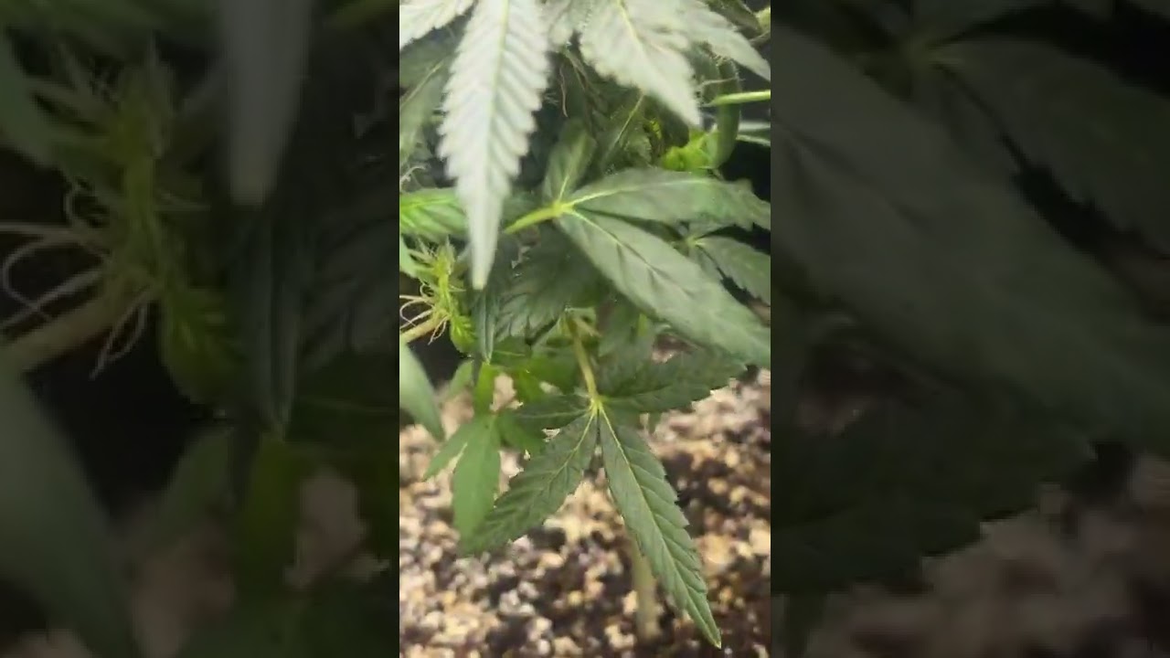Gelly biscuit x Wilson from Masonic seeds