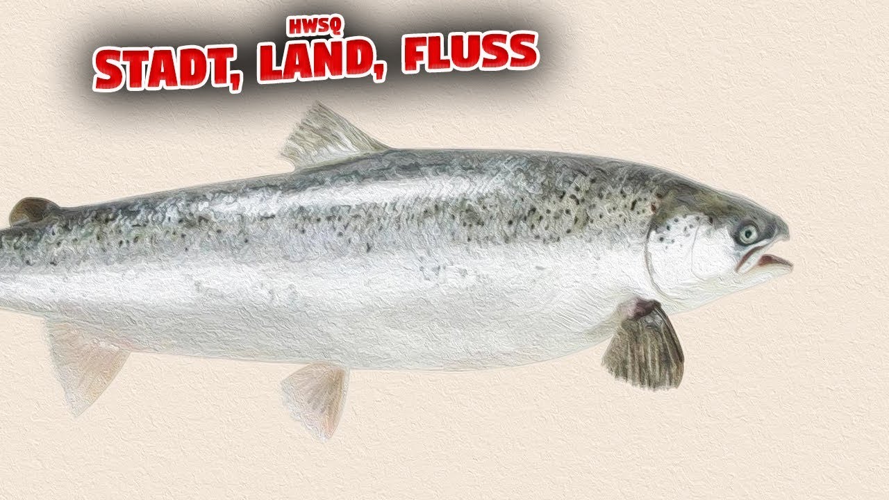 HWSQ 🤙 216 • Currys LACHSLIEBE! • Let's Play Stadt, Land, Fluss [005]