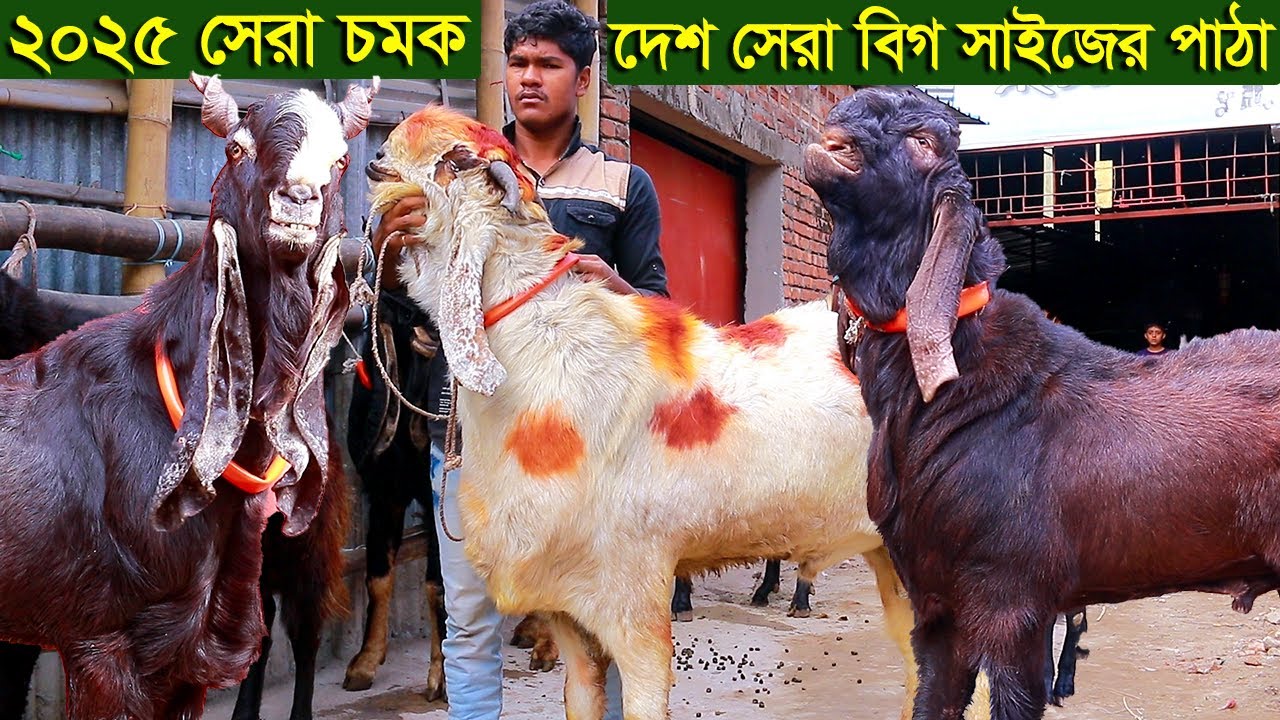 ২০২৫ সেরা চমক দেশ সেরা বিগ সাইজের পাঠা goat farm