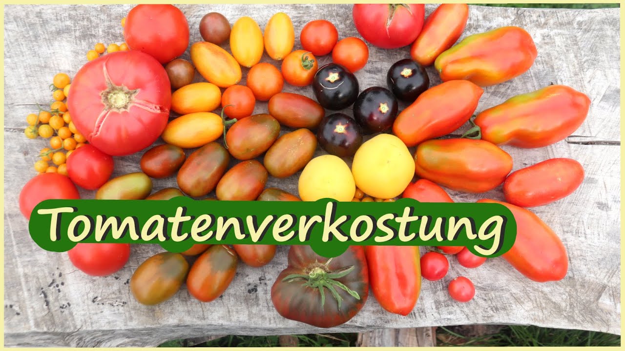 Tomatenverkostung 🍅 von allen meinen Tomaten die ich zur Zeit anbaue