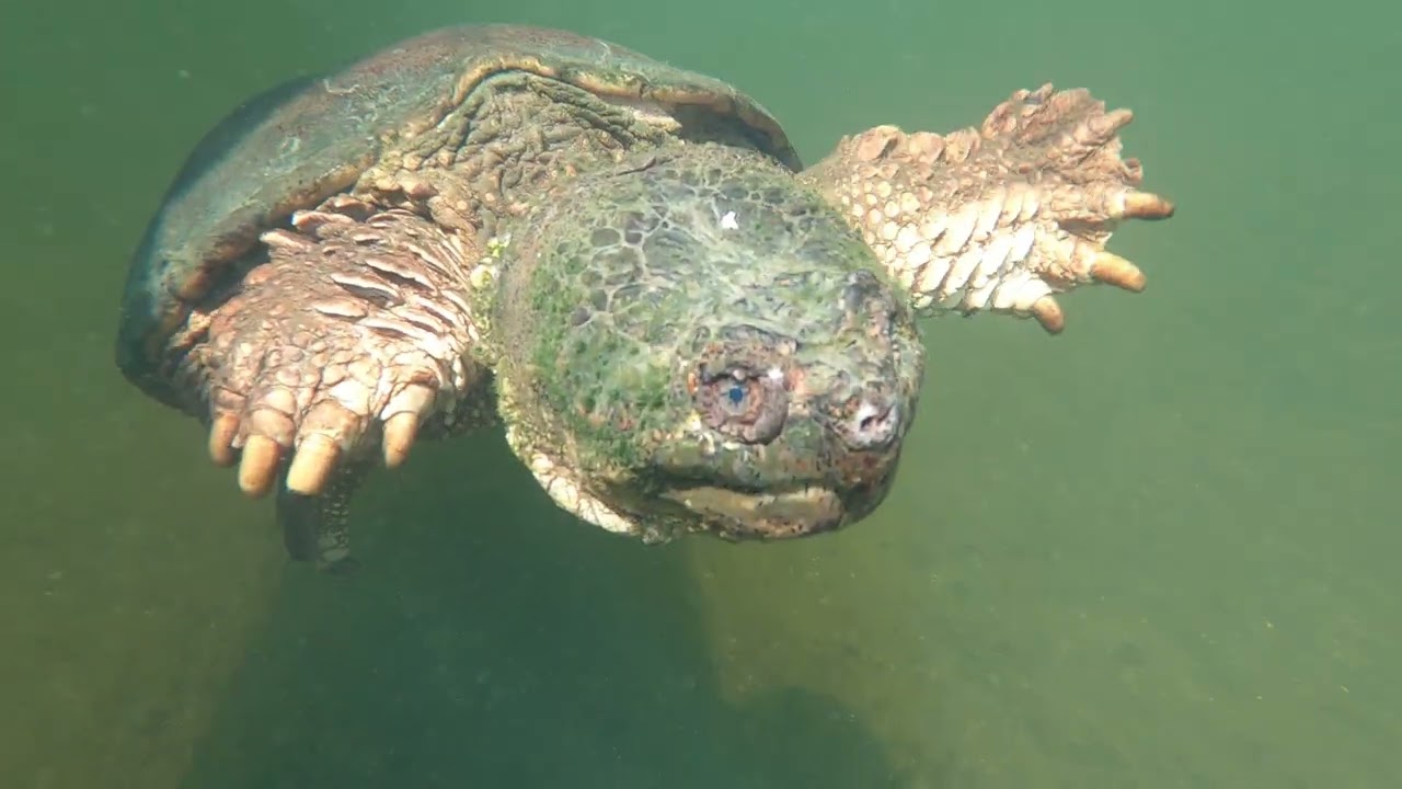 Friendly encounter with Common Snapping Turtle