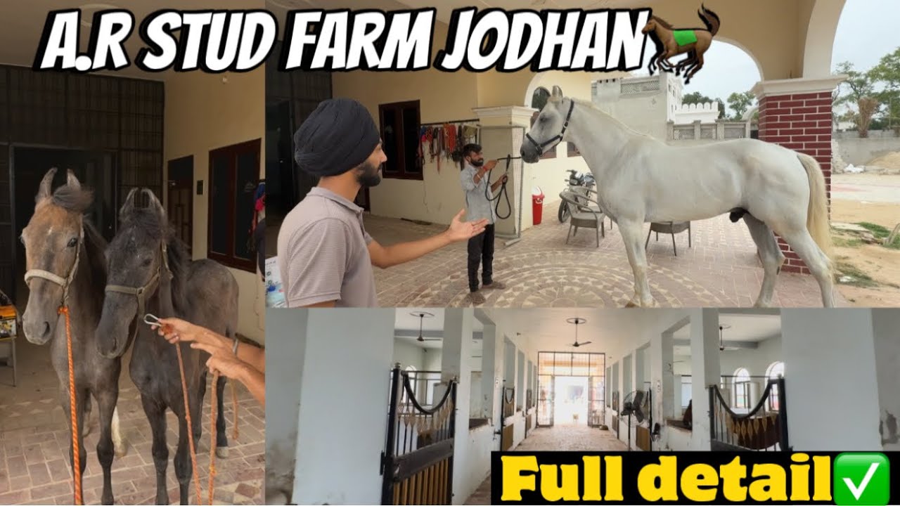 Farm Tour A.R Stud Farm Jodhan⛳️//Jabarjang,Rambo,Jodha✅