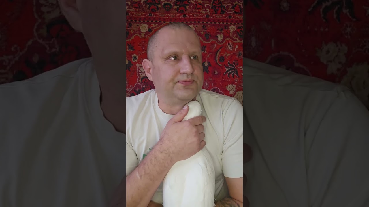 Как отучить попугая кричать