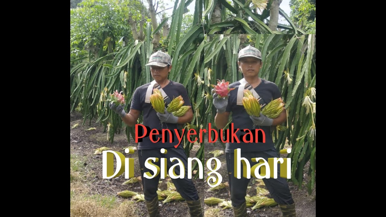 CARA penyerbukan bunga buah naga siang hari cepat dan efektif