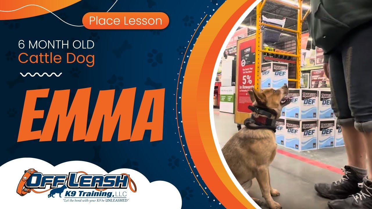 6 mo Cattle Dog Emma~ Best Cattle Dog Trainers~ Off Leash K9 Training Phoenix