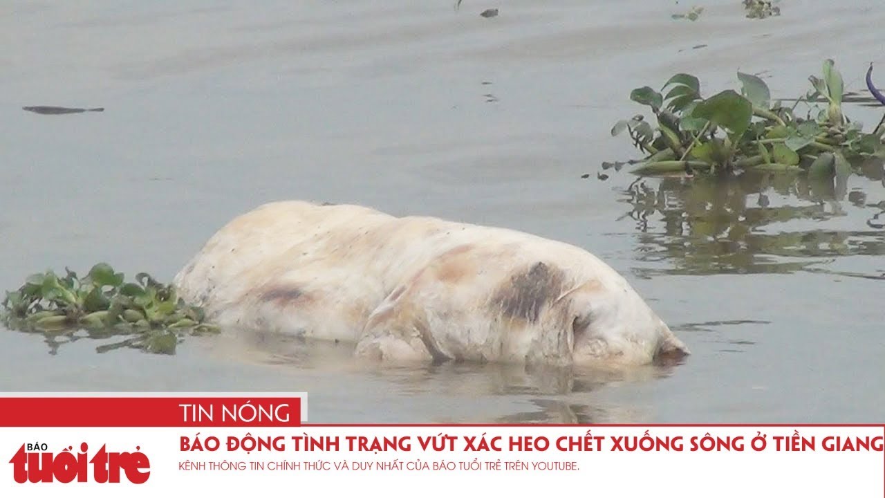 Báo động tình trạng vứt xác heo chết xuống sông ở Tiền Giang