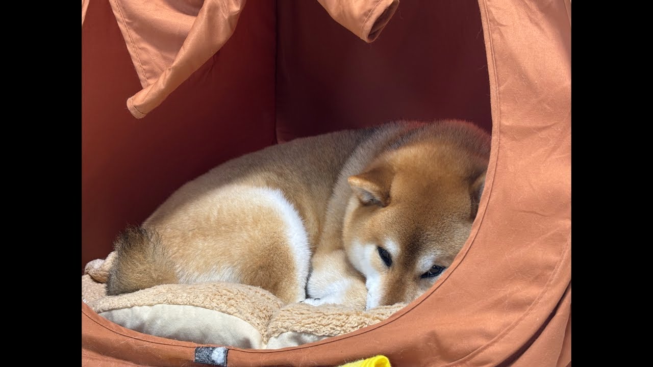 寝てる柴犬🐕💤