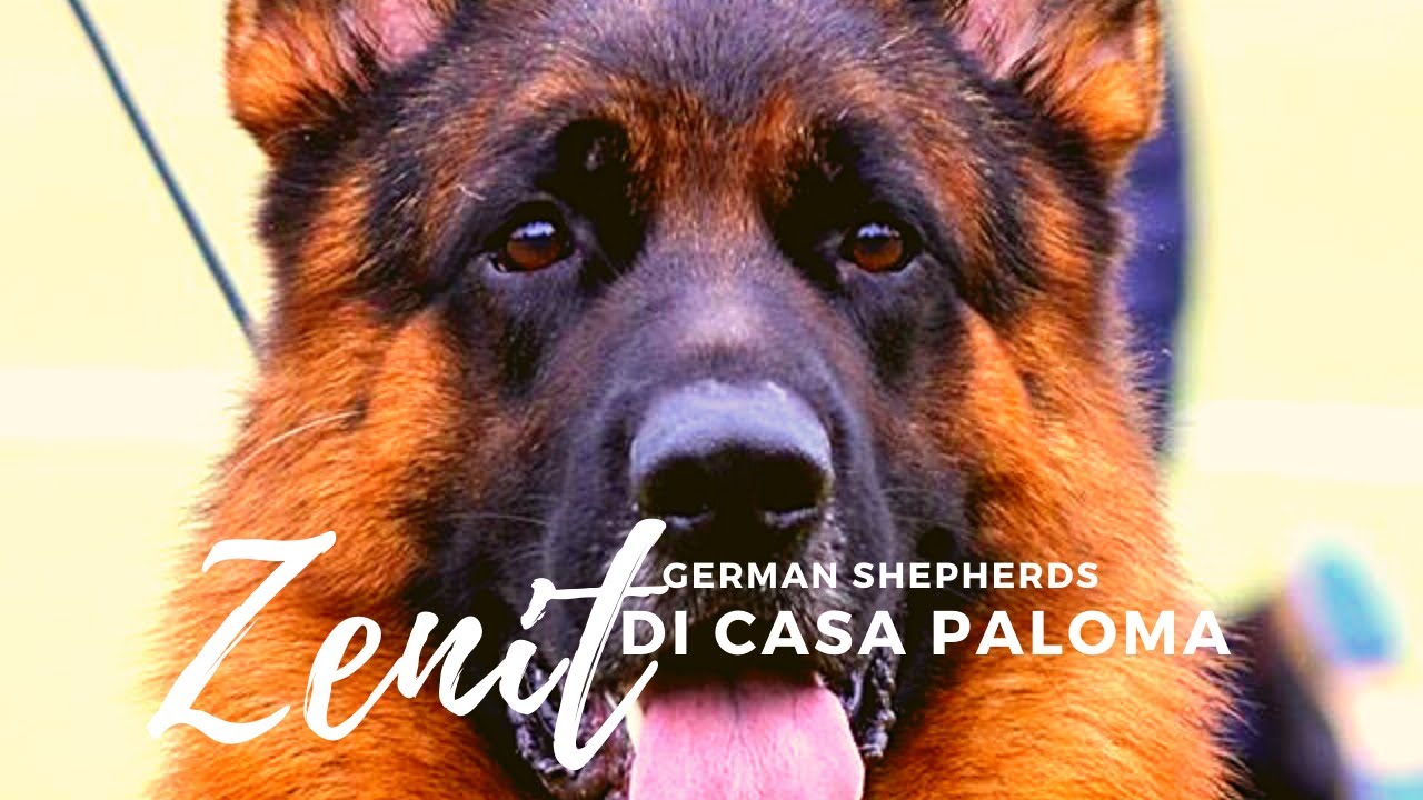 VA ZENIT DI CASA DE PALOMA || GERMAN SHEPHERDS || PASTOR ALEMAO