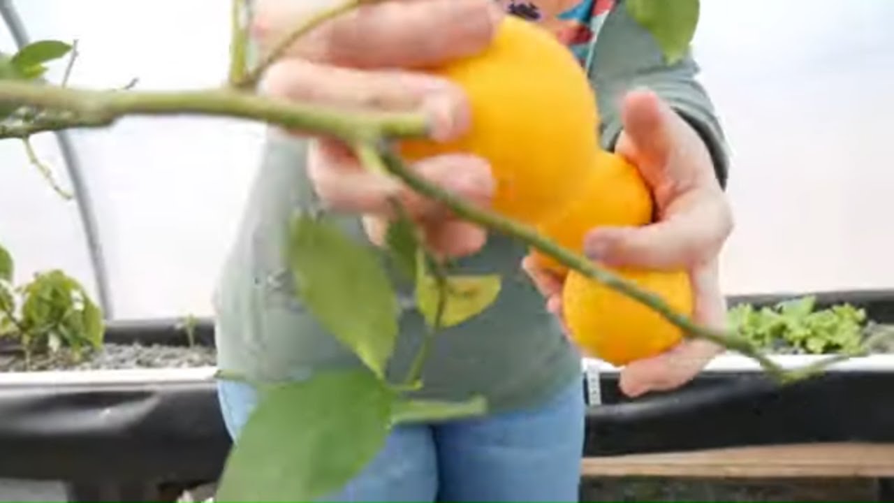 Preserving Fresh LEMONS | Quick and EASY