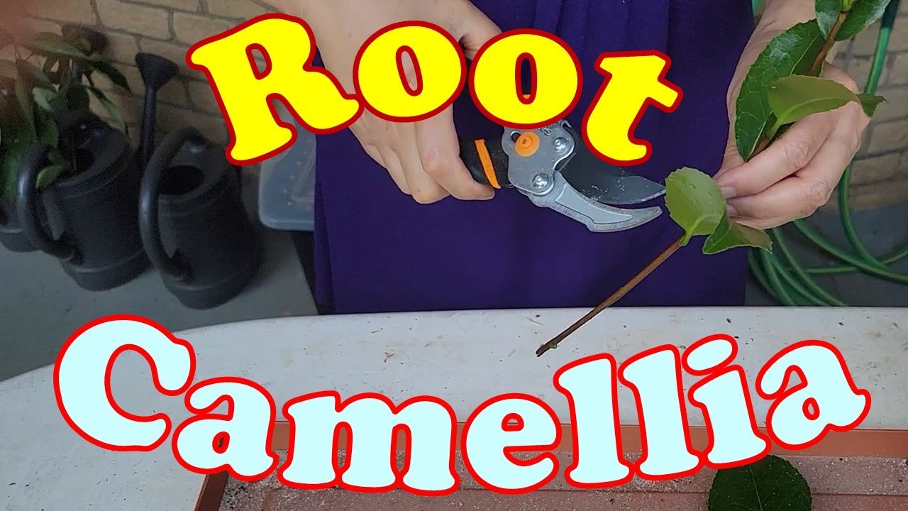Best Way to Propagate Camellia from Cuttings, how to root Camellia cuttings?