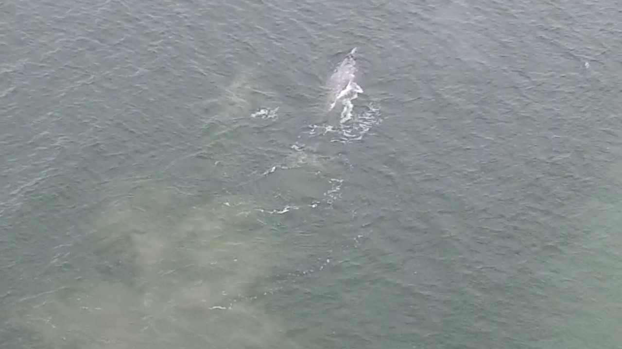 Whales1