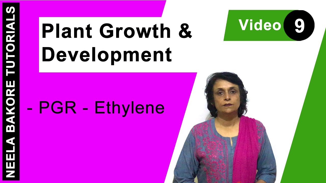 Plant Growth & Development | NEET | PGR - Ethylene | Neela Bakore Tutorials