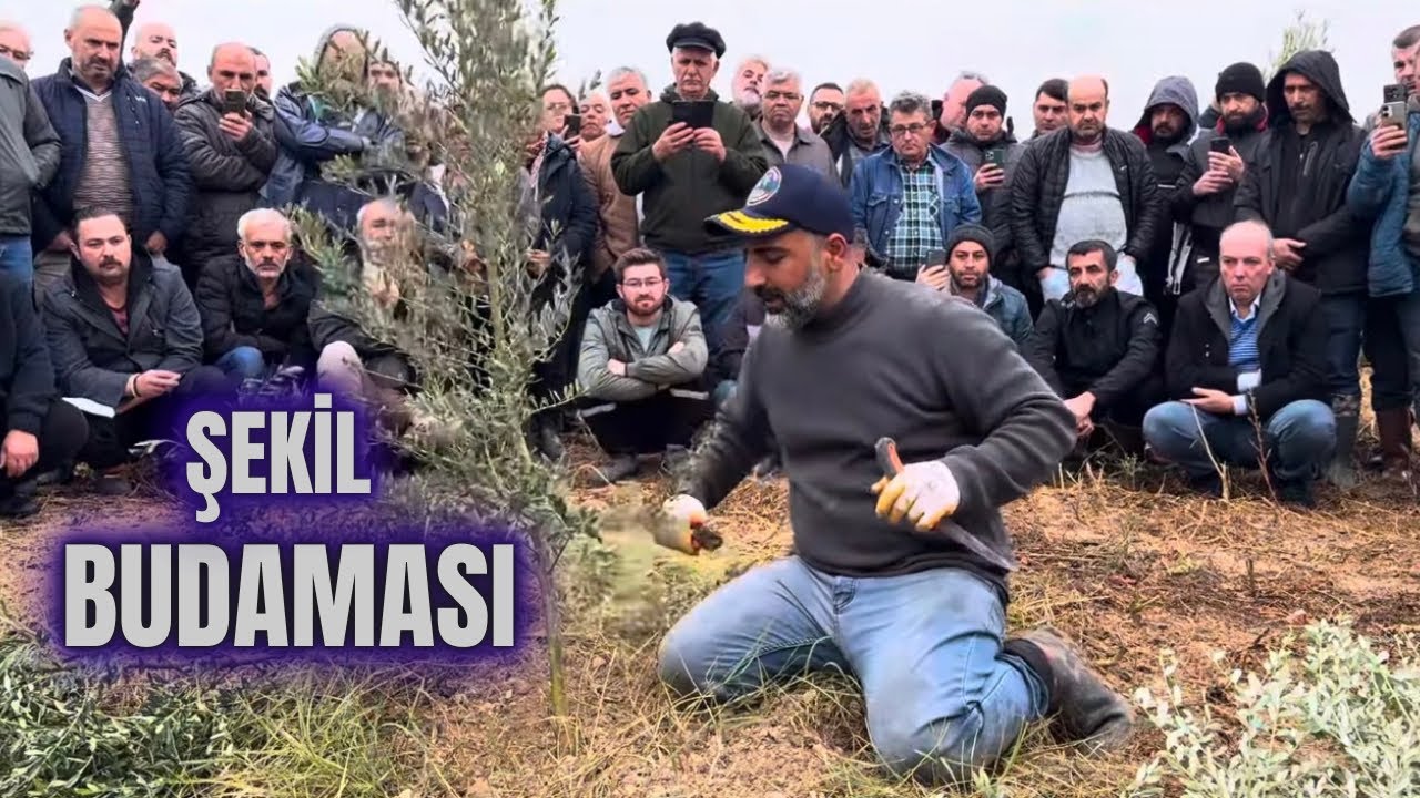 Şekil Budaması Nasıl Yapılır? How to Perform Shape Pruning? #budama #erenvural #zeytinbudama