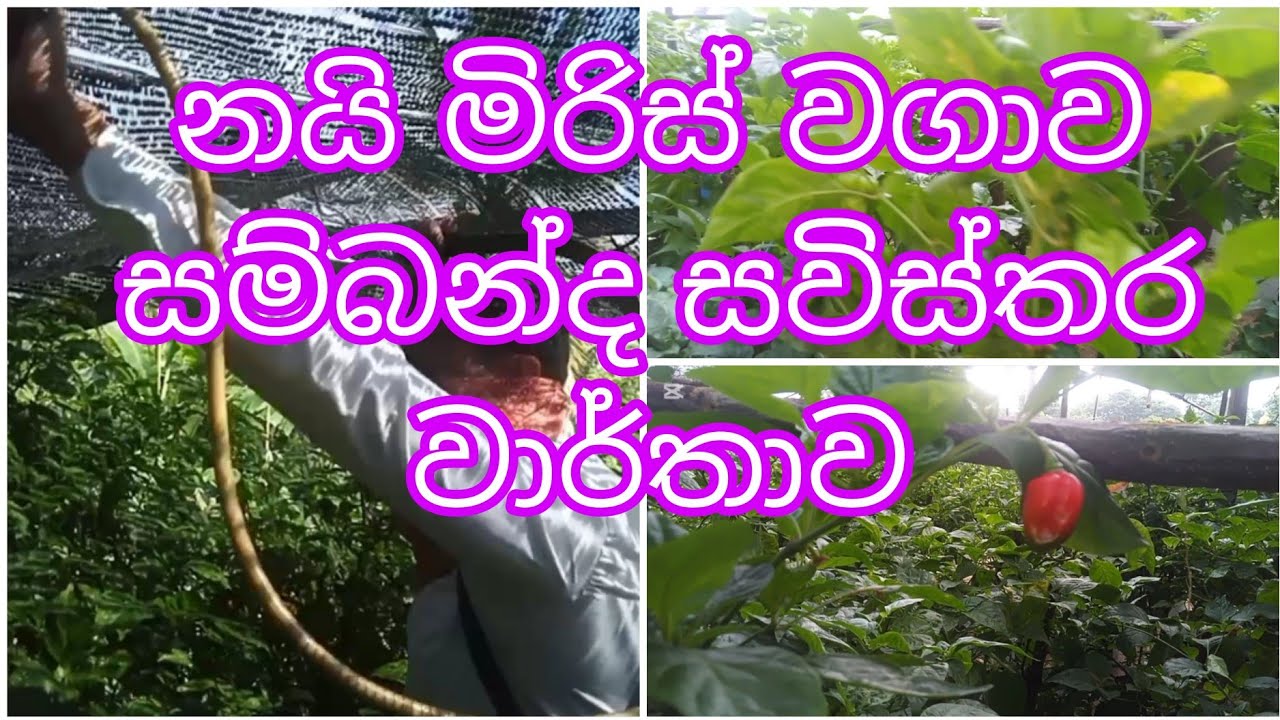 නයි මිරිස් වගාව සම්බන්ද අද්දැකීමෙන් නියන සවිස්තර වාර්තාව.#trending #agriculture #nature #අමතර අදායම්