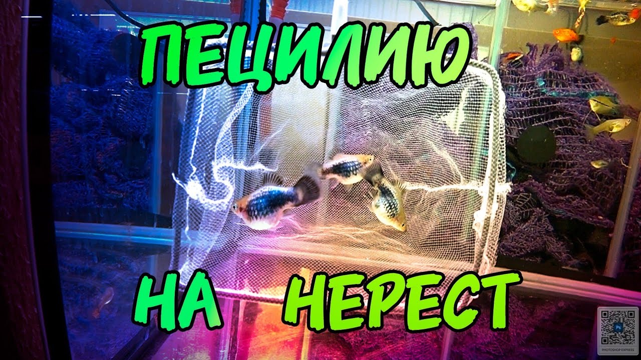 Забрал личинку Неона и Пецилию на нерест