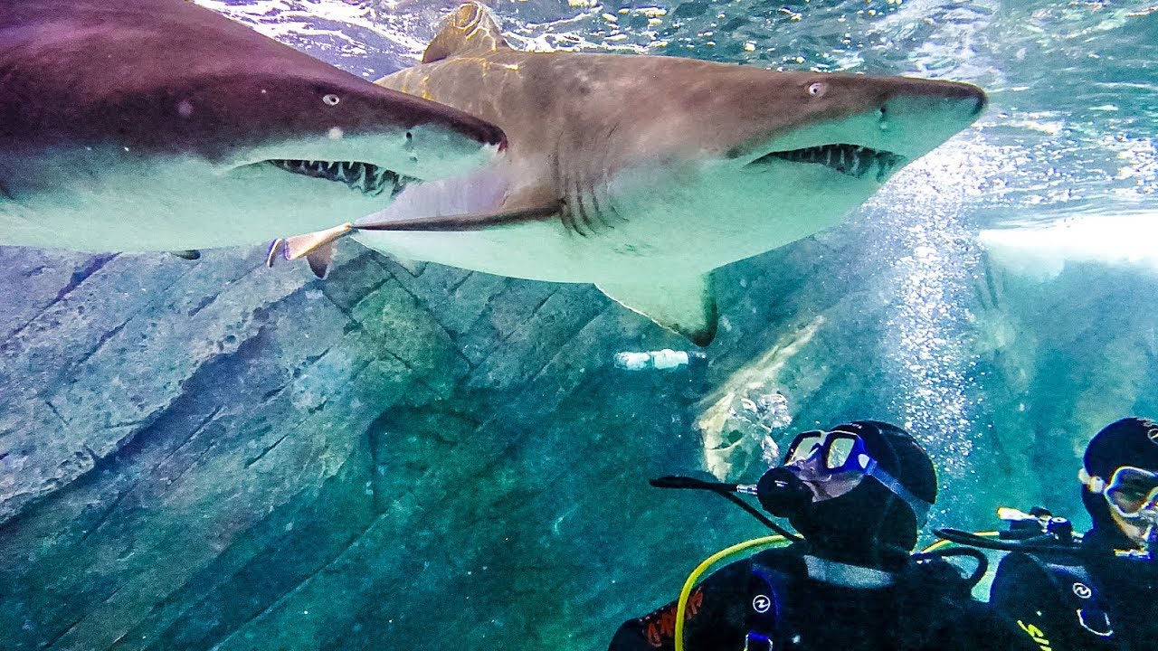 SWIMMING IN A TANK FULL OF SHARKS! w/ Sam, Colby & Corey