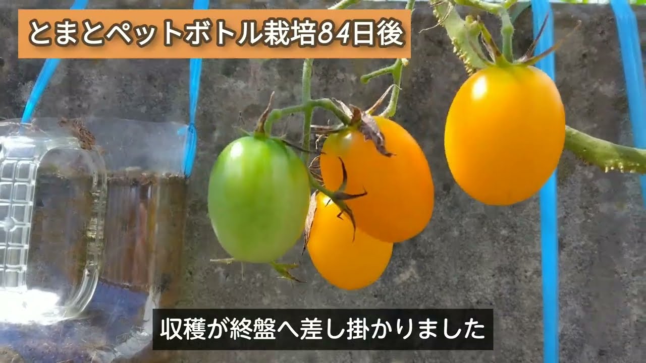 とまと逆さ吊りペットボトル栽培まとめ