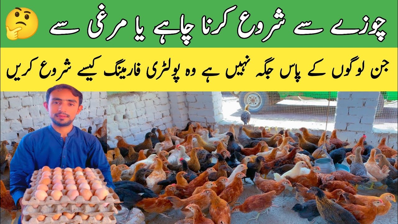 How to start Golden Misri Poultry Farming | Start Poultry Farming Business at Low Scale