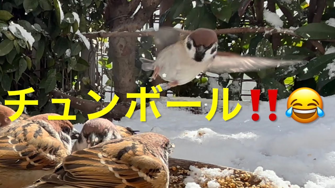 寒波の日のスズメ達🐤