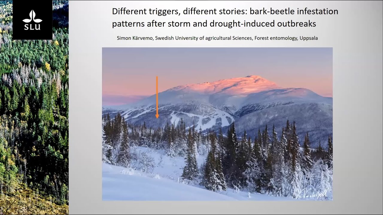 Different triggers, different stories: storm and drought induced bark beetle infestation patterns