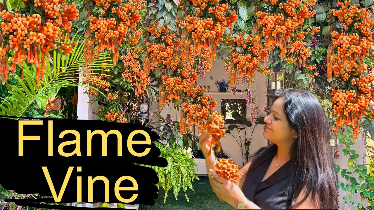 The BEST Flowering Vine for Your Garden | Flame Vine Growing Guide 