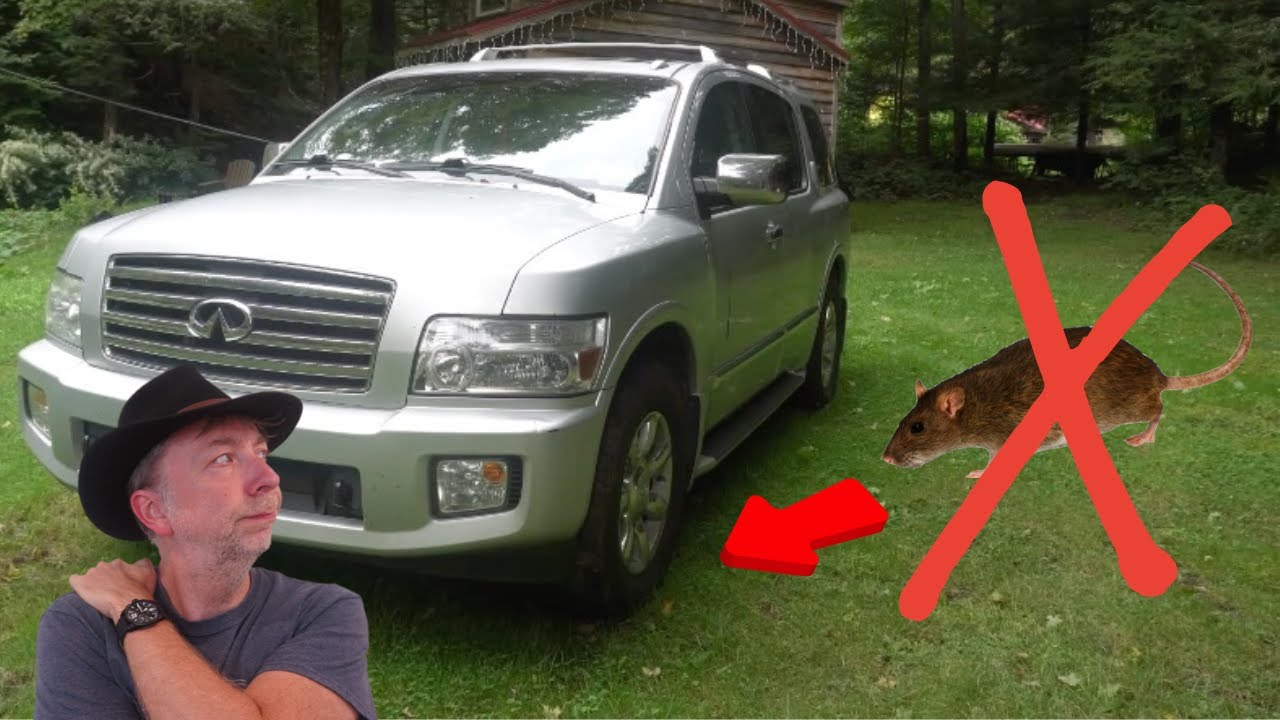 Car Storage Pest Control - Simple Baited Ramps!
