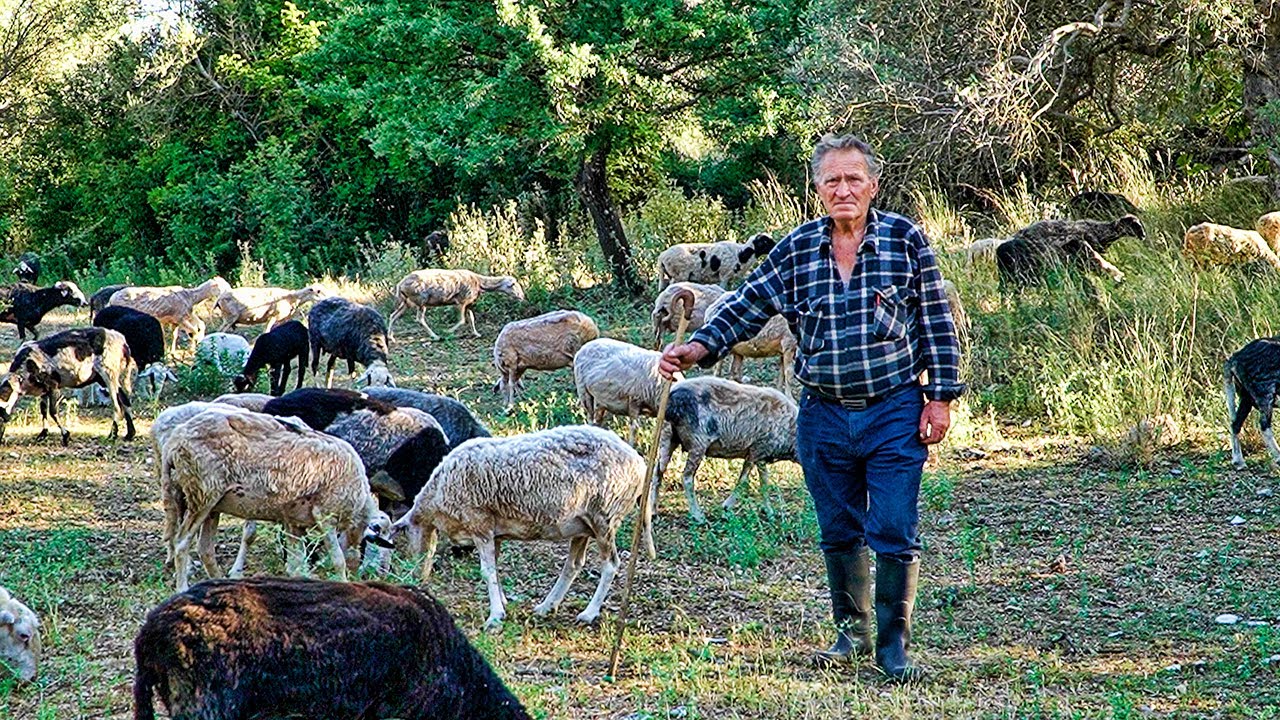 Στη Στάνη του ΜπαρπαΒασίλη | Η ζωή στο χωριό | Greek Village Life
