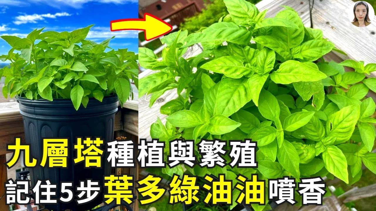九層塔種植，按這5步來，枝變多葉變大，摘也摘不完的大豐收！|花花世界