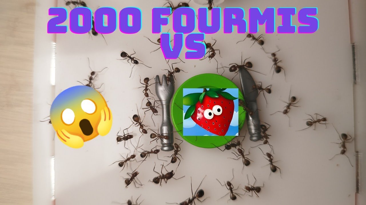 2000 fourmis VS fraise 🍓, 72h en 3 minutes #timelapse