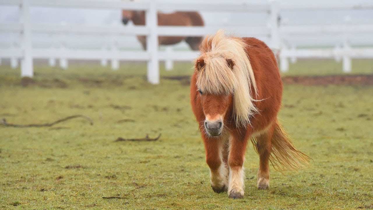Mini-Shetty-Stute Josie - Von der Tragödie ins Paradies