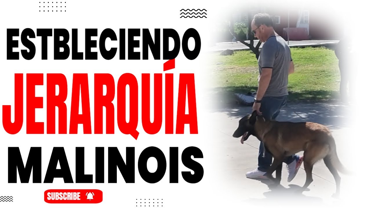 ¡5 ejercicios para que tu perro te obedezca siempre!