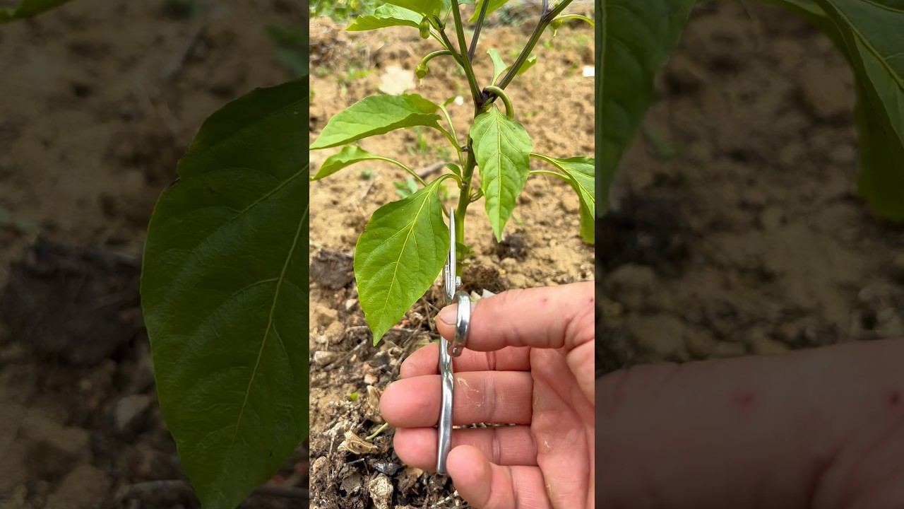 How to PRUNE PEPPERS! #gardening #garden #plants