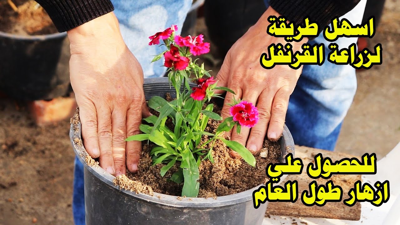 زراعة القرنفل من غير الشتلة ما تموت منك هاعلمك الطريقة الصحيحة  للتدوير في المنزل و برنامج العناية