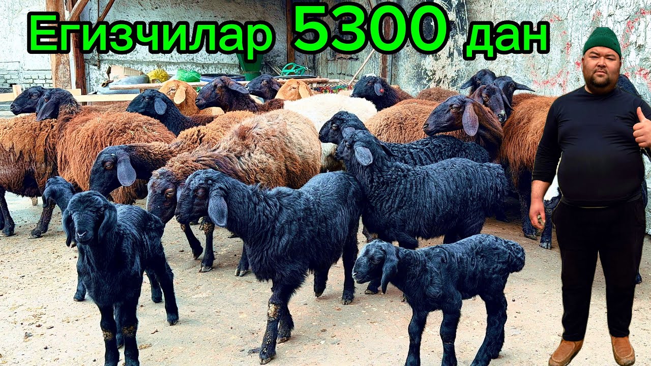 5300 дан егизчилар🔥 Шароф полвон фермаси