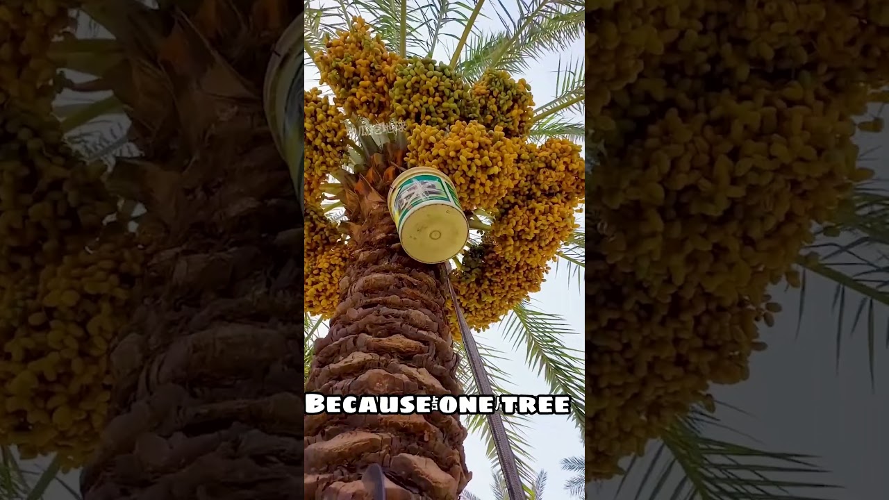 &ldquo;Climbing 40m Date Palm Trees for Fruit 🌴 | The Secret of Desert Bread&rdquo; #farming #food #agriculture