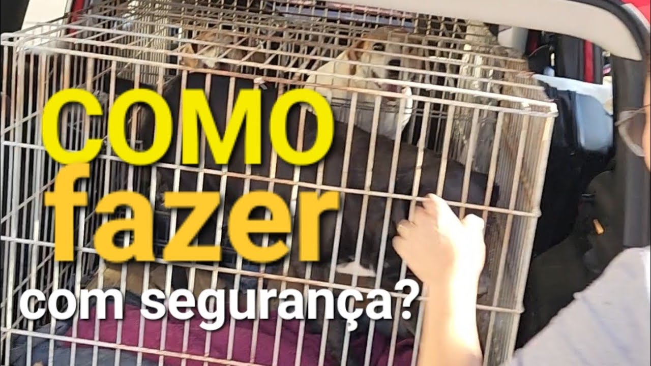 COMO LEVAR OS CACHORROS NA MUDAN&Ccedil;A? Viajamos 600km MUDAMOS para S&atilde;o Paulo!