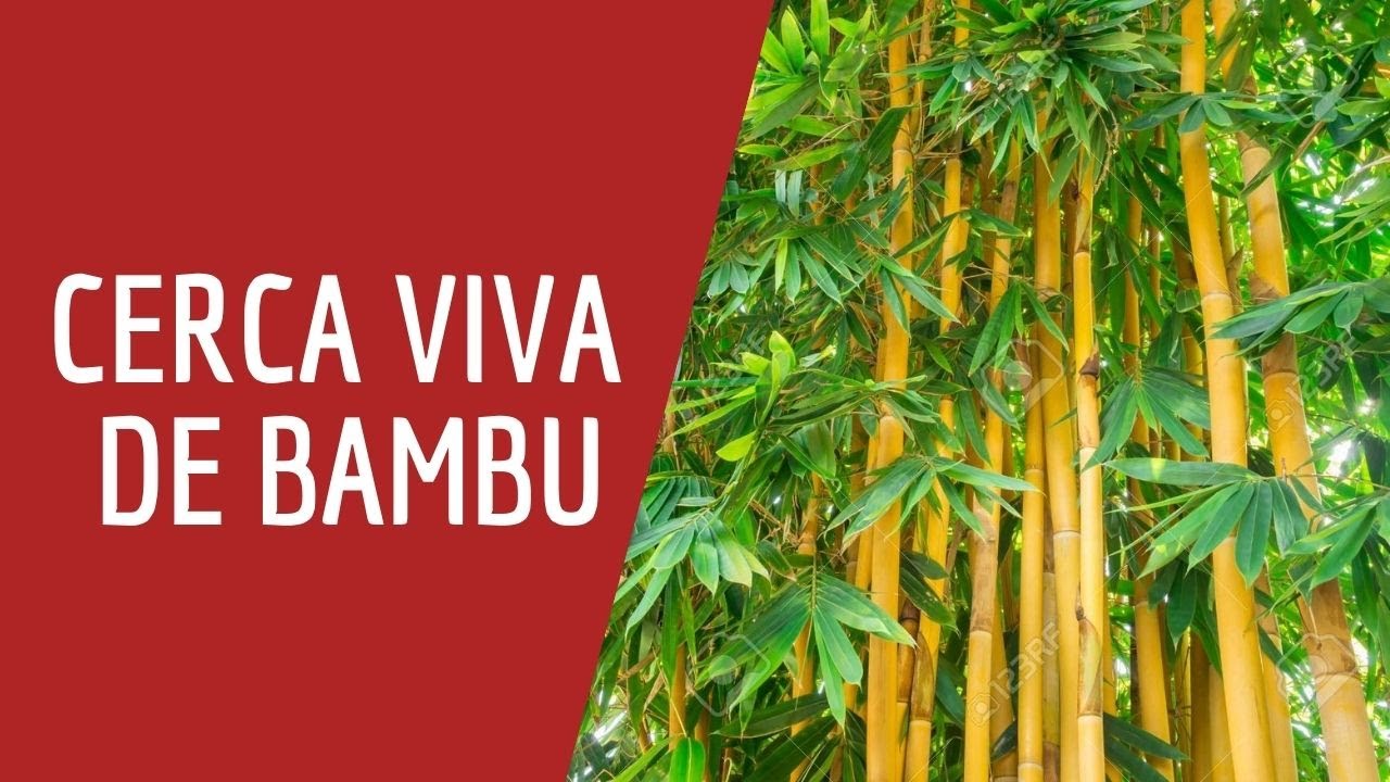 Como fazer uma cerca viva com bambu