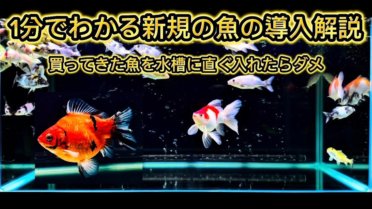 新規の魚の水槽導入方法解説を1分でまとめたから急いでる奴ら全員見やがれ