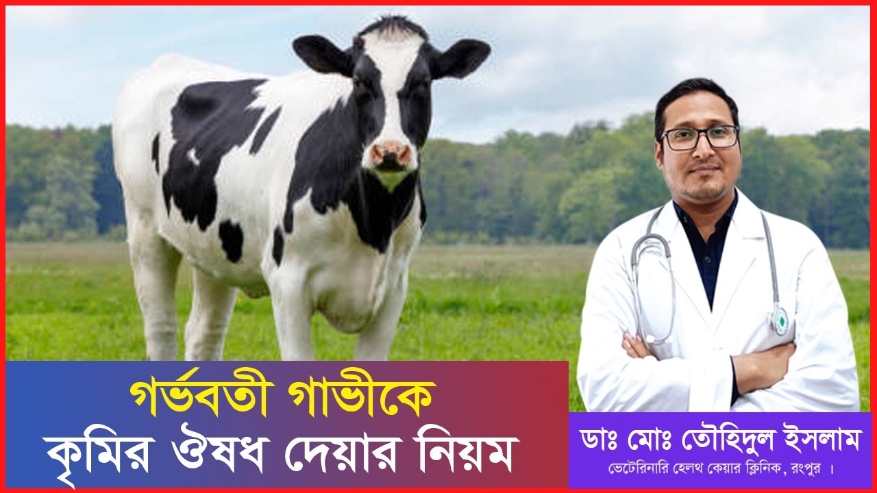 গর্ভবতী গাভীকে কৃমির ঔষধ দেয়ার নিয়ম । গরুর কৃমিনাশকের নিয়মাবলি। গরুর কৃমি। Dr.Touhidul Islam
