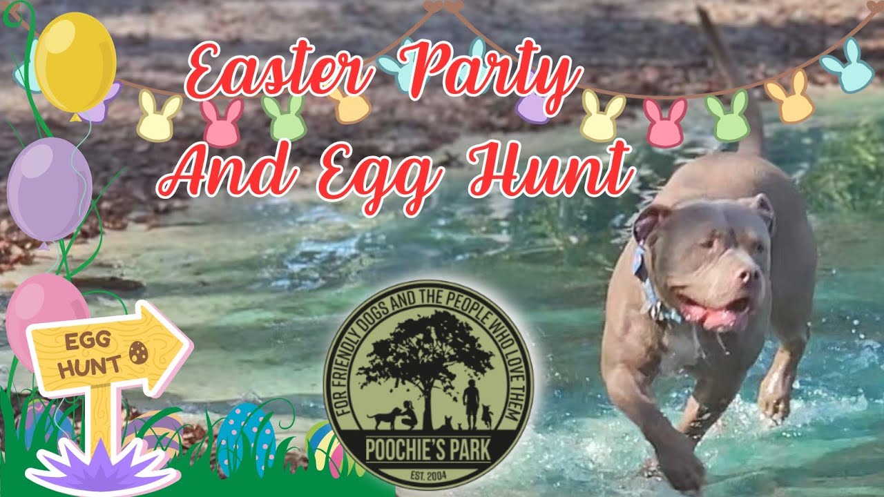 Easter Party | Easter Egg Hunt | Poochie Park 🐕🐣🐾 #adorabledog #americanbullybreed #bullybreed