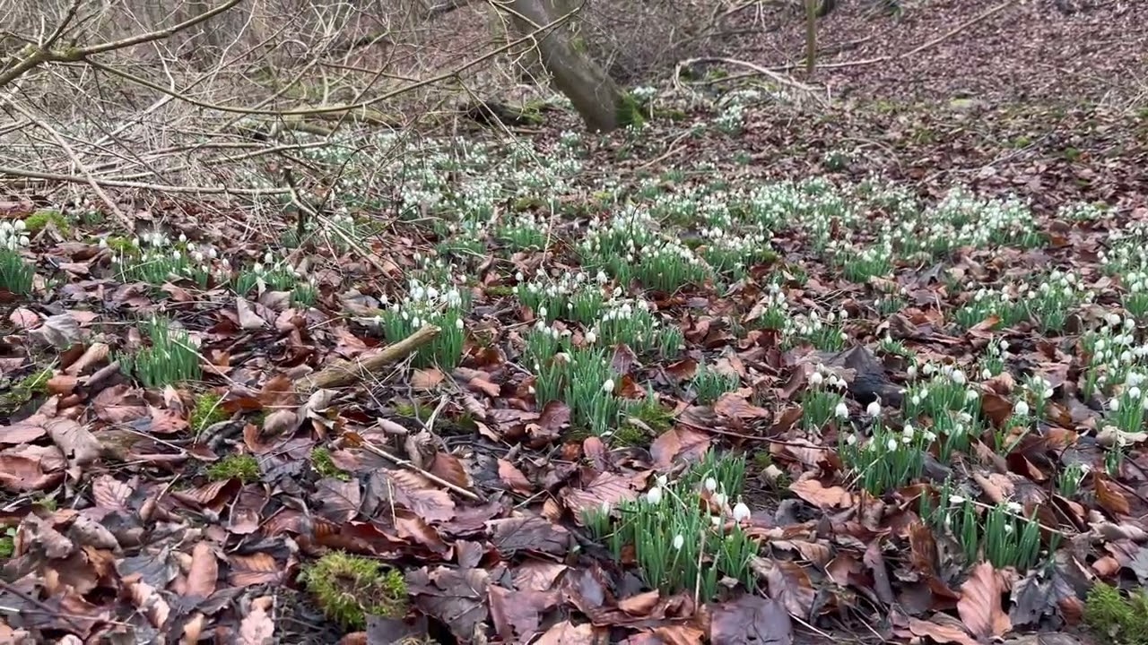 Woodland scenes - January 2026