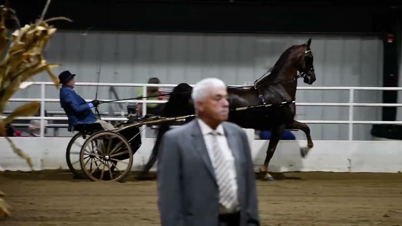 Bob and Swank in Class 69 - Show Pleasure Driving Championship @ Spooktacular on Oct 18, 2025